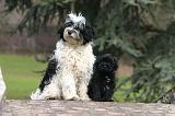 TERRIER DU TIBET 416